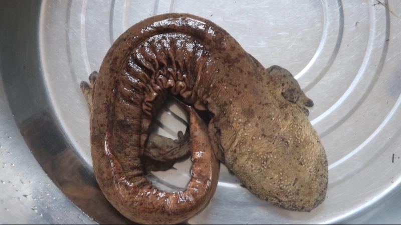 持续降雨致娃娃鱼“迷路” 江西金溪县干群联手助其重返自然