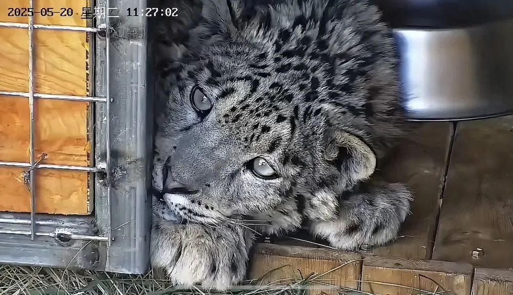 你在“追”凌小蛰吗？