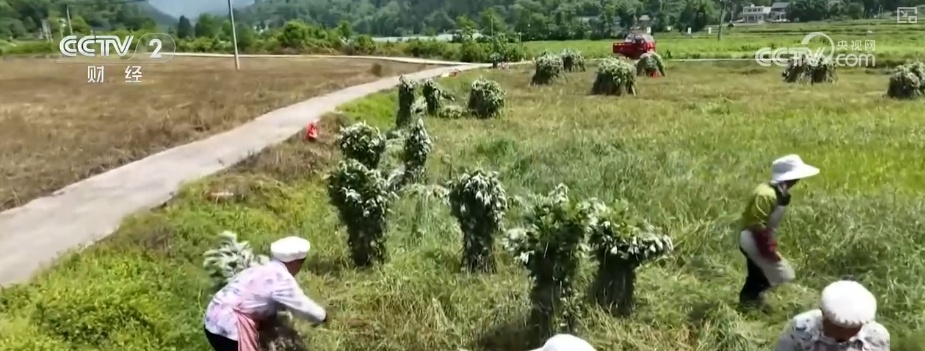 国潮风劲吹赋能“端午经济” 传统民俗激活消费新引擎 国潮风劲吹赋能“端午经济” 传统民俗激活消费新引擎