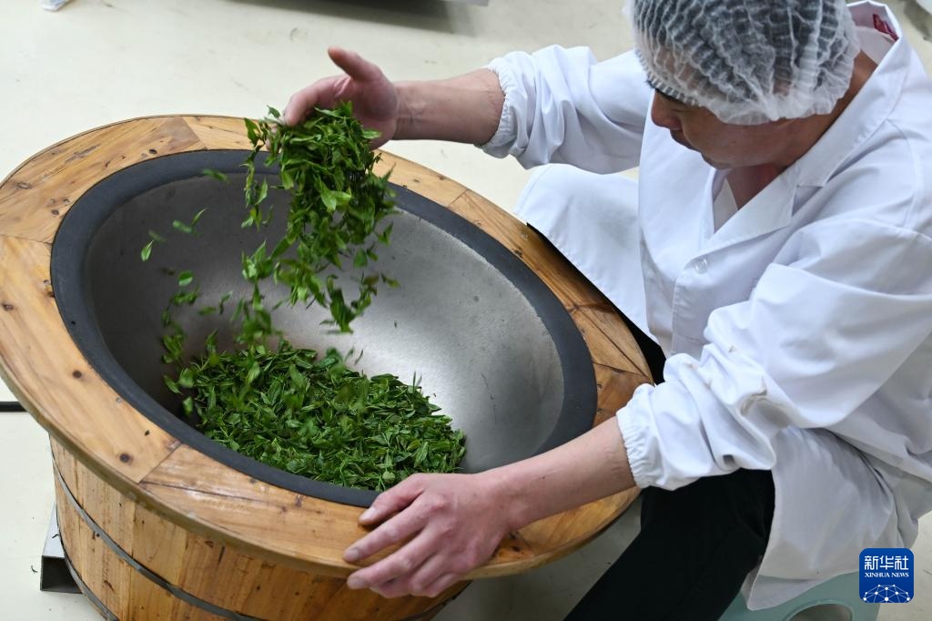 山东日照:绿水青山飘茶香 山东日照:绿水青山飘茶香