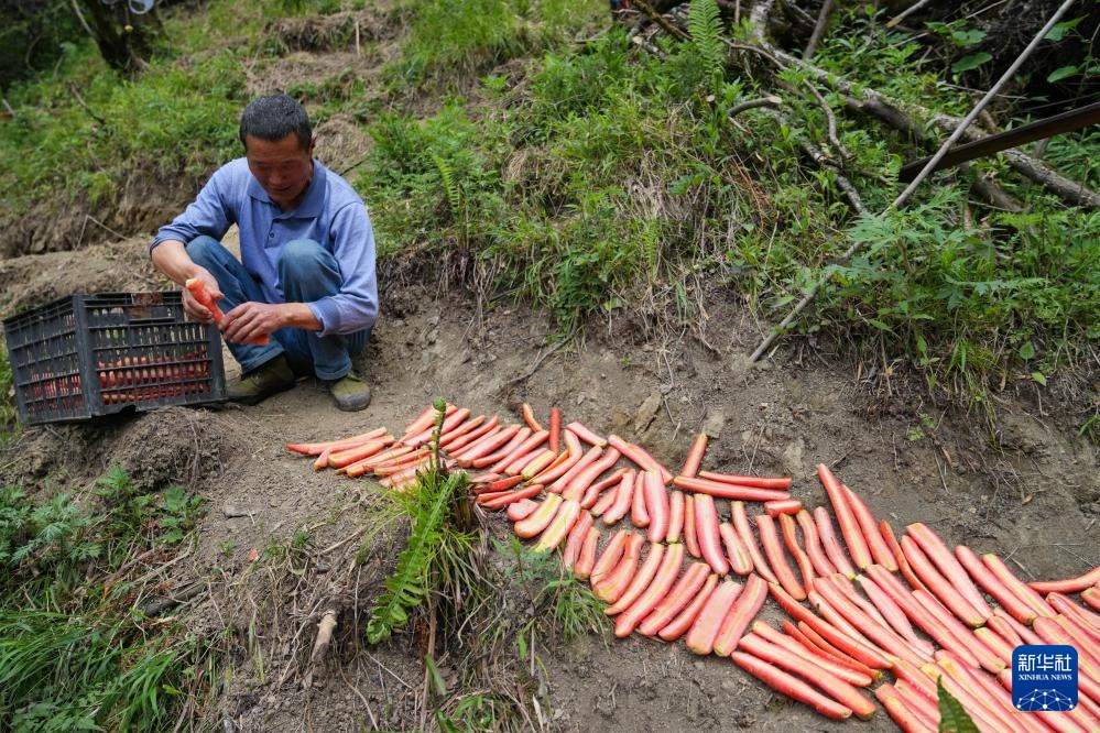 他们扎根深山 只为守护川金丝猴的家园 他们扎根深山 只为守护川金丝猴的家园