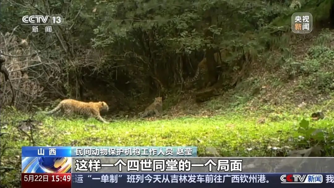 山西境内穿越百公里 看华北豹“搬家”记