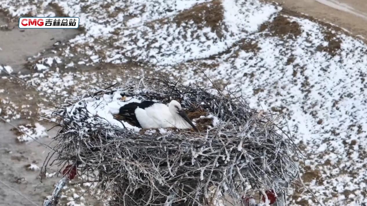 国际生物多样性日丨东方白鹳“夫妻”在挫折中重筑希望之巢