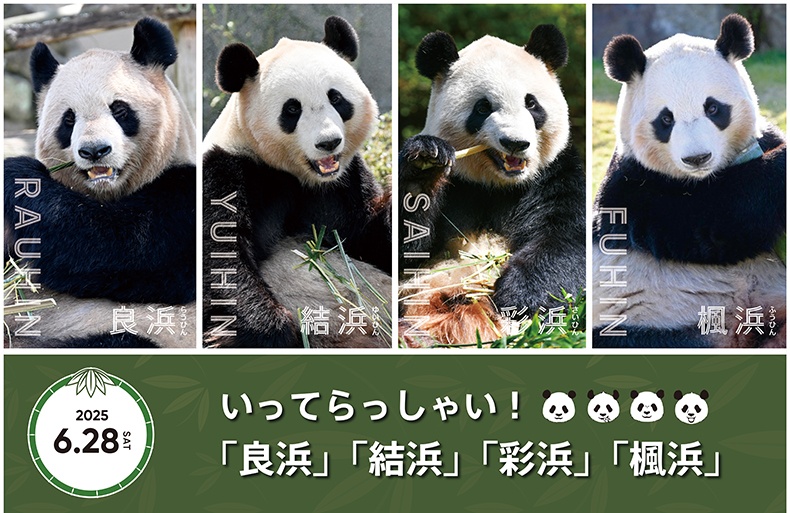 日本4只大熊猫将于6月28日送返中国