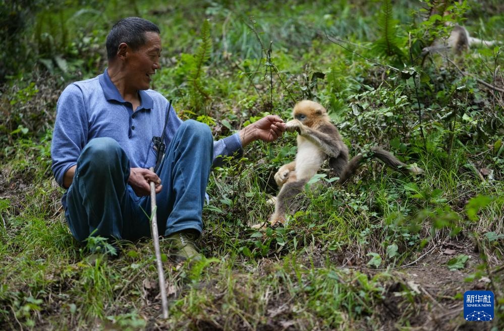 他们扎根深山 只为守护川金丝猴的家园 他们扎根深山 只为守护川金丝猴的家园