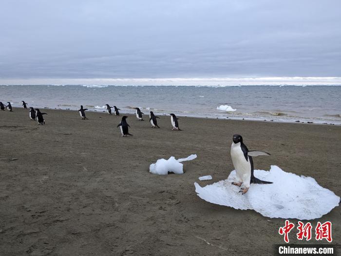 企鹅粪便有用吗？国际最新研究称或有助减轻气候变化对南极影响