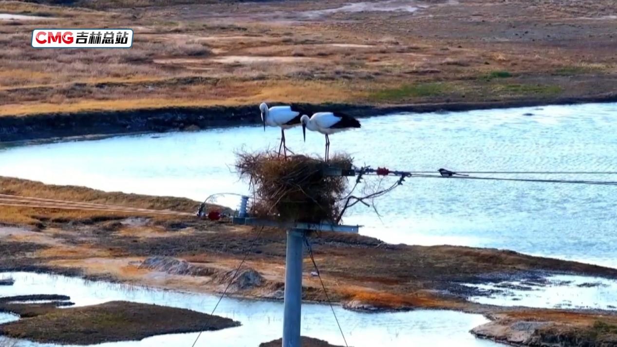 国际生物多样性日丨东方白鹳“夫妻”在挫折中重筑希望之巢