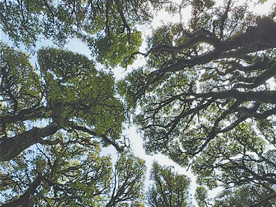 树木为何会相互“礼让”? 树木为何会相互“礼让”?