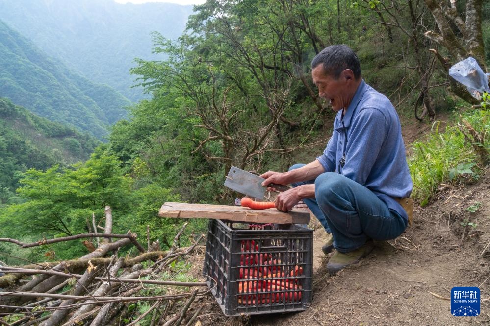 他们扎根深山 只为守护川金丝猴的家园 他们扎根深山 只为守护川金丝猴的家园
