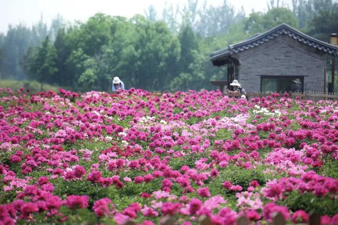 初夏C位！绿隔地区这片芍药花海点亮您的朋友圈→