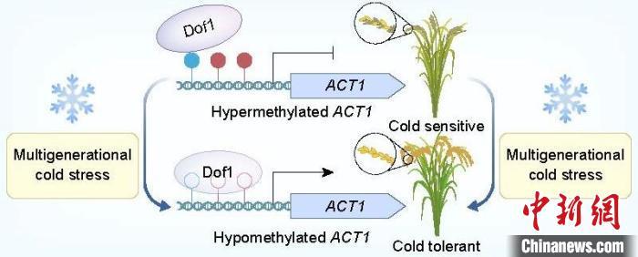 中国科学家揭示水稻冷适应调控机制 实证“获得性遗传”理论 中国科学家揭示水稻冷适应调控机制 实证“获得性遗传”理论