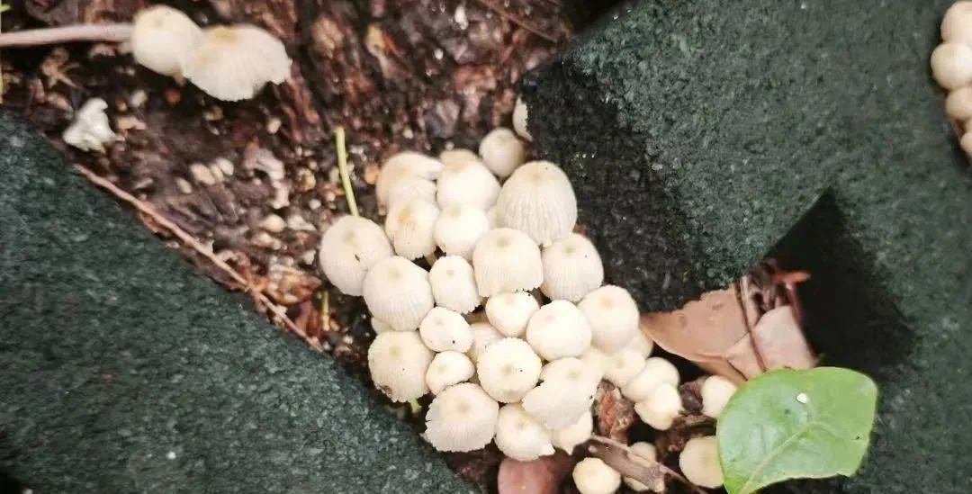 不要吃！不要吃！不要吃！浙江多地出现，严重可致死