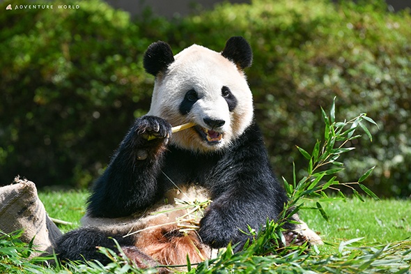 日本4只大熊猫将于6月28日送返中国
