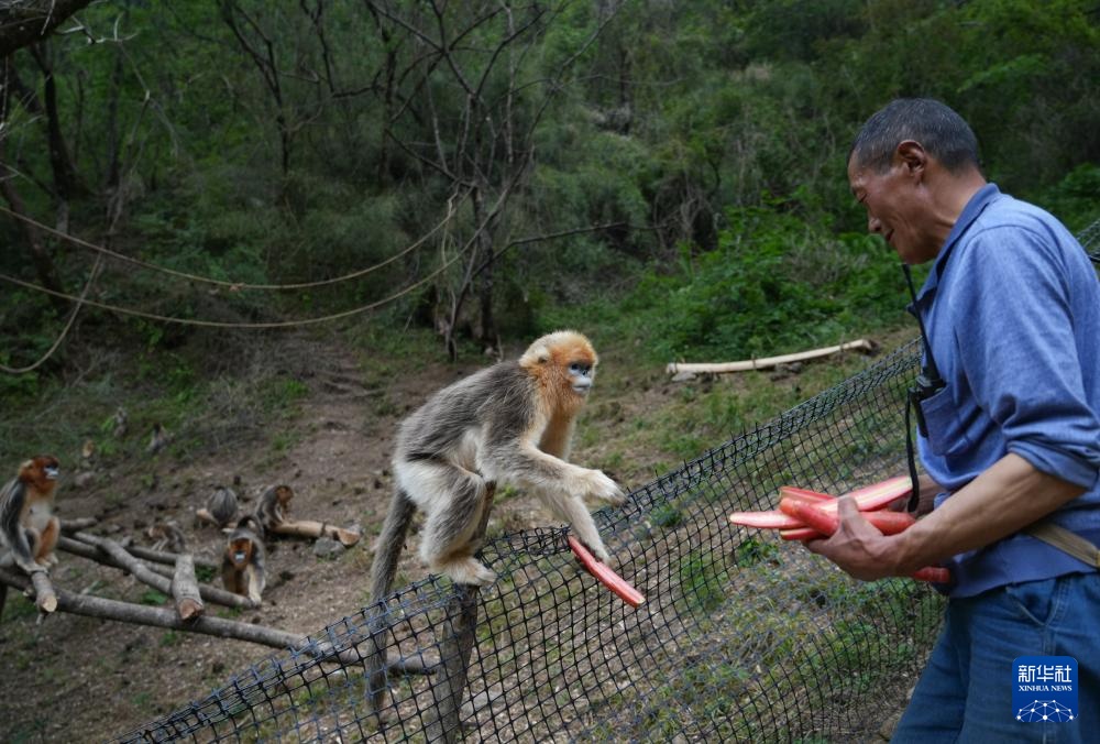 他们扎根深山 只为守护川金丝猴的家园 他们扎根深山 只为守护川金丝猴的家园