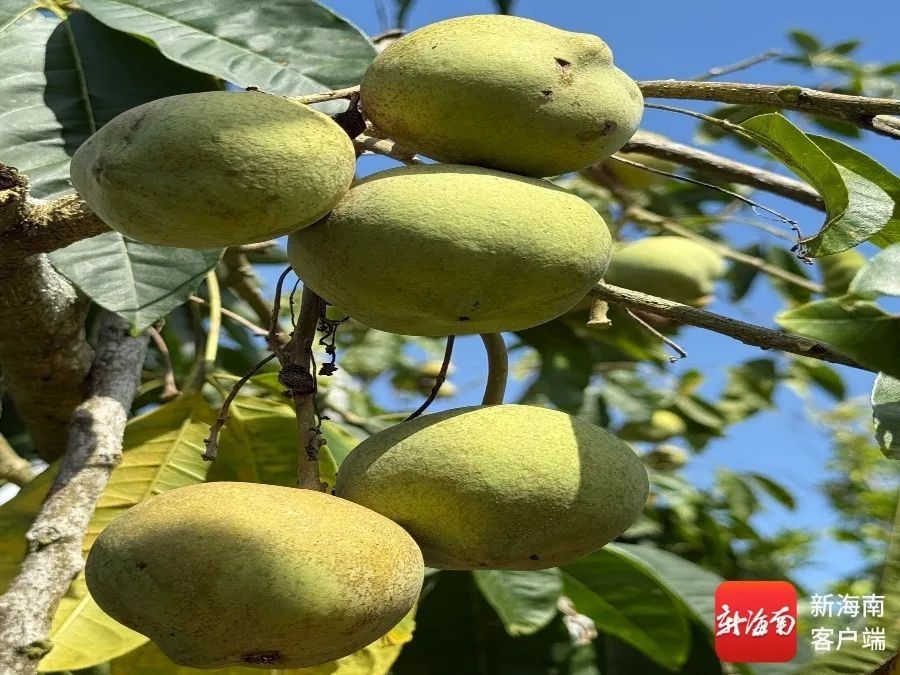 “树上冰淇淋”在琼海上市,12种口味等你来尝 “树上冰淇淋”在琼海上市,12种口味等你来尝