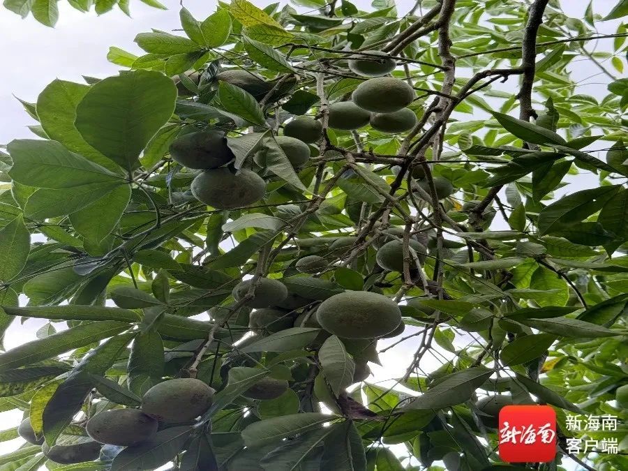 “树上冰淇淋”在琼海上市,12种口味等你来尝 “树上冰淇淋”在琼海上市,12种口味等你来尝