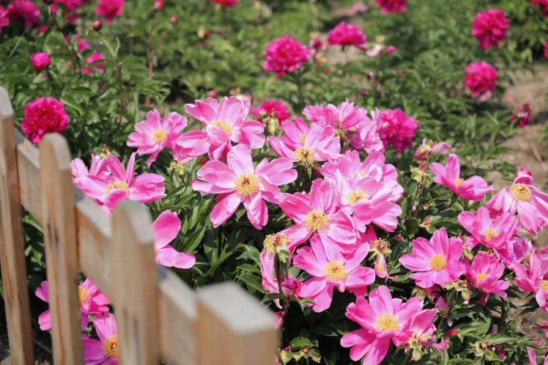初夏C位！绿隔地区这片芍药花海点亮您的朋友圈→