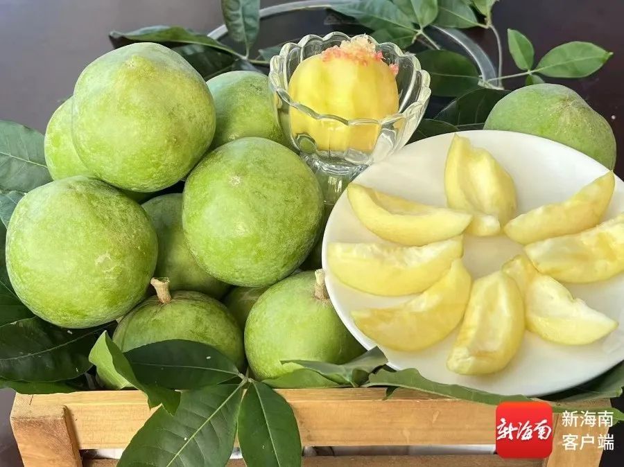 “树上冰淇淋”在琼海上市,12种口味等你来尝 “树上冰淇淋”在琼海上市,12种口味等你来尝