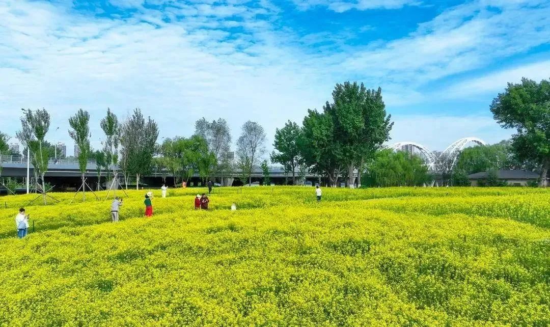 免费！沈阳市内这一大片油菜花海老美了！