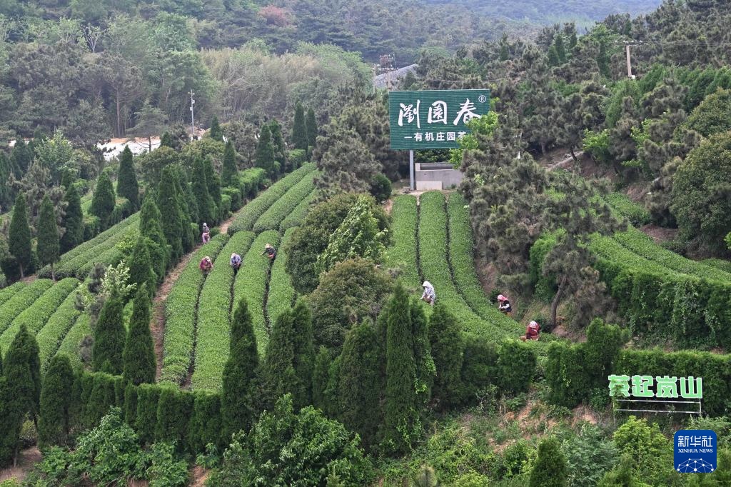 山东日照:绿水青山飘茶香 山东日照:绿水青山飘茶香