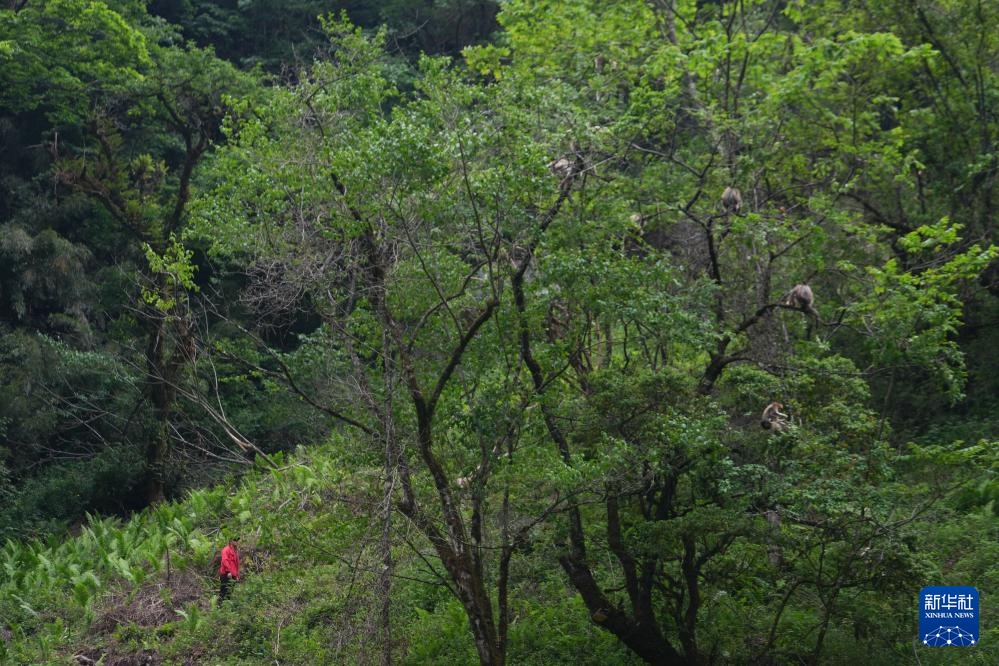 他们扎根深山 只为守护川金丝猴的家园 他们扎根深山 只为守护川金丝猴的家园
