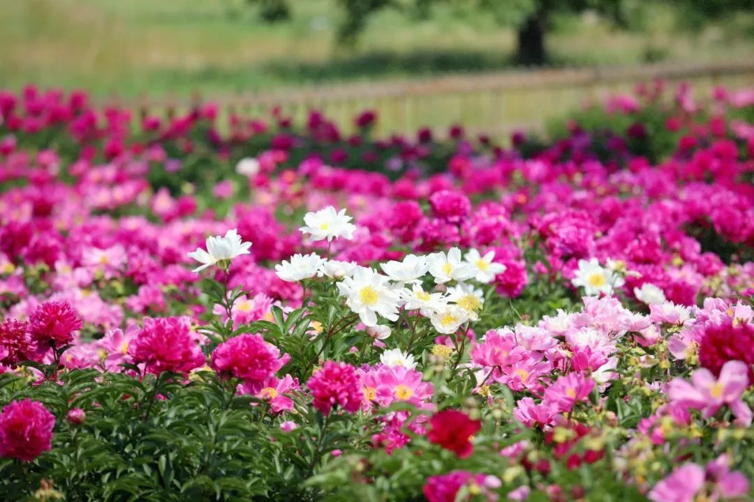初夏C位！绿隔地区这片芍药花海点亮您的朋友圈→