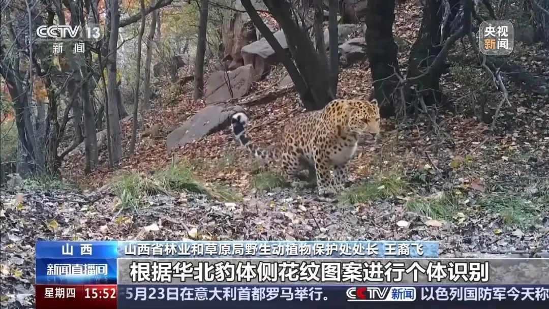 山西境内穿越百公里 看华北豹“搬家”记