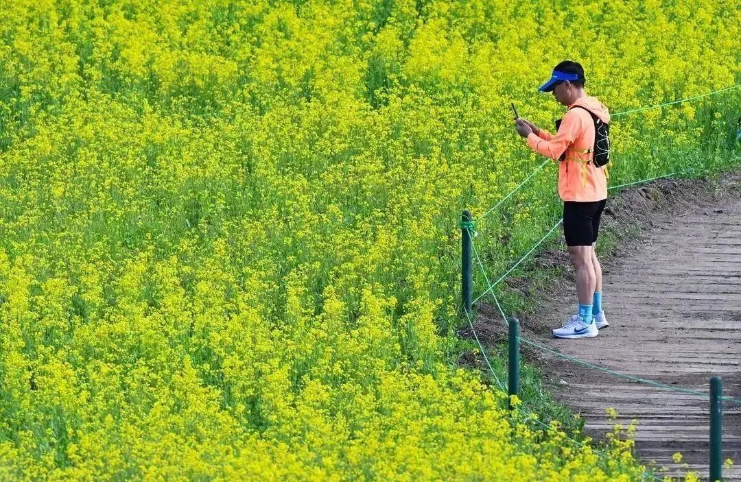 免费！沈阳市内这一大片油菜花海老美了！