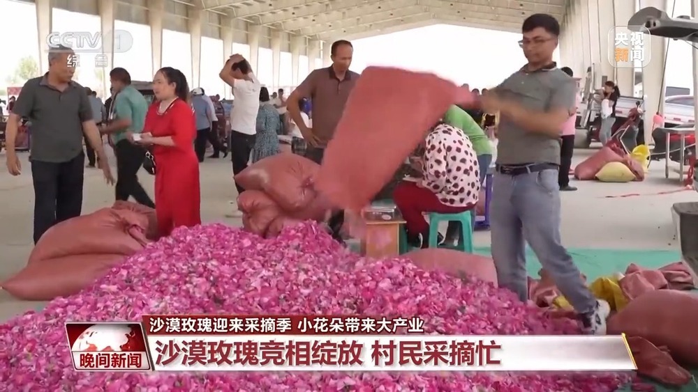 既防风固沙又助农增收 沙漠玫瑰带动多产业发展 既防风固沙又助农增收 沙漠玫瑰带动多产业发展