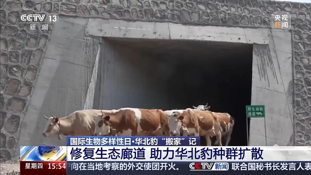 山西境内穿越百公里 看华北豹“搬家”记