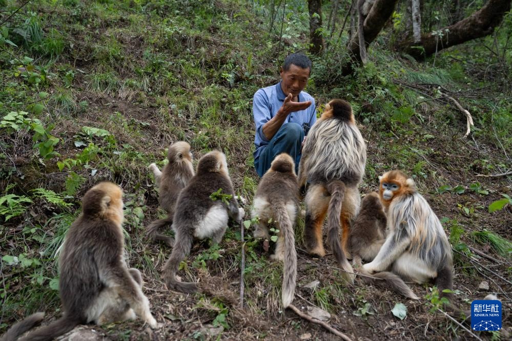 他们扎根深山 只为守护川金丝猴的家园 他们扎根深山 只为守护川金丝猴的家园