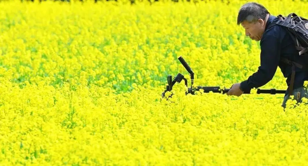 免费！沈阳市内这一大片油菜花海老美了！