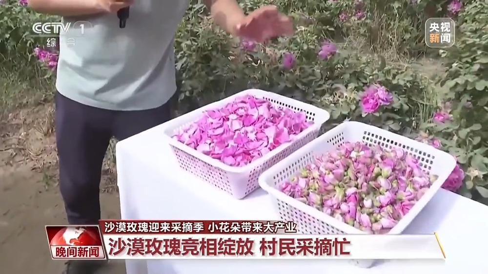 既防风固沙又助农增收 沙漠玫瑰带动多产业发展 既防风固沙又助农增收 沙漠玫瑰带动多产业发展