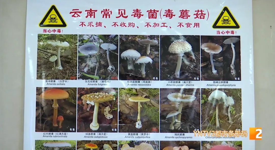 “空中飘蜘蛛网还有小人人”……医院接诊这类中毒病例开始增多！