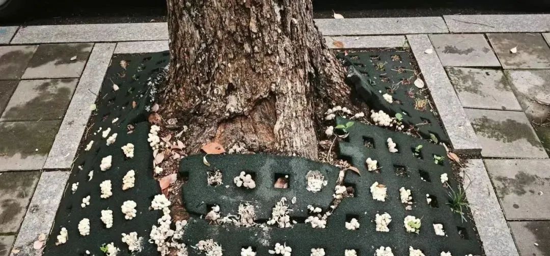 不要吃！不要吃！不要吃！浙江多地出现，严重可致死