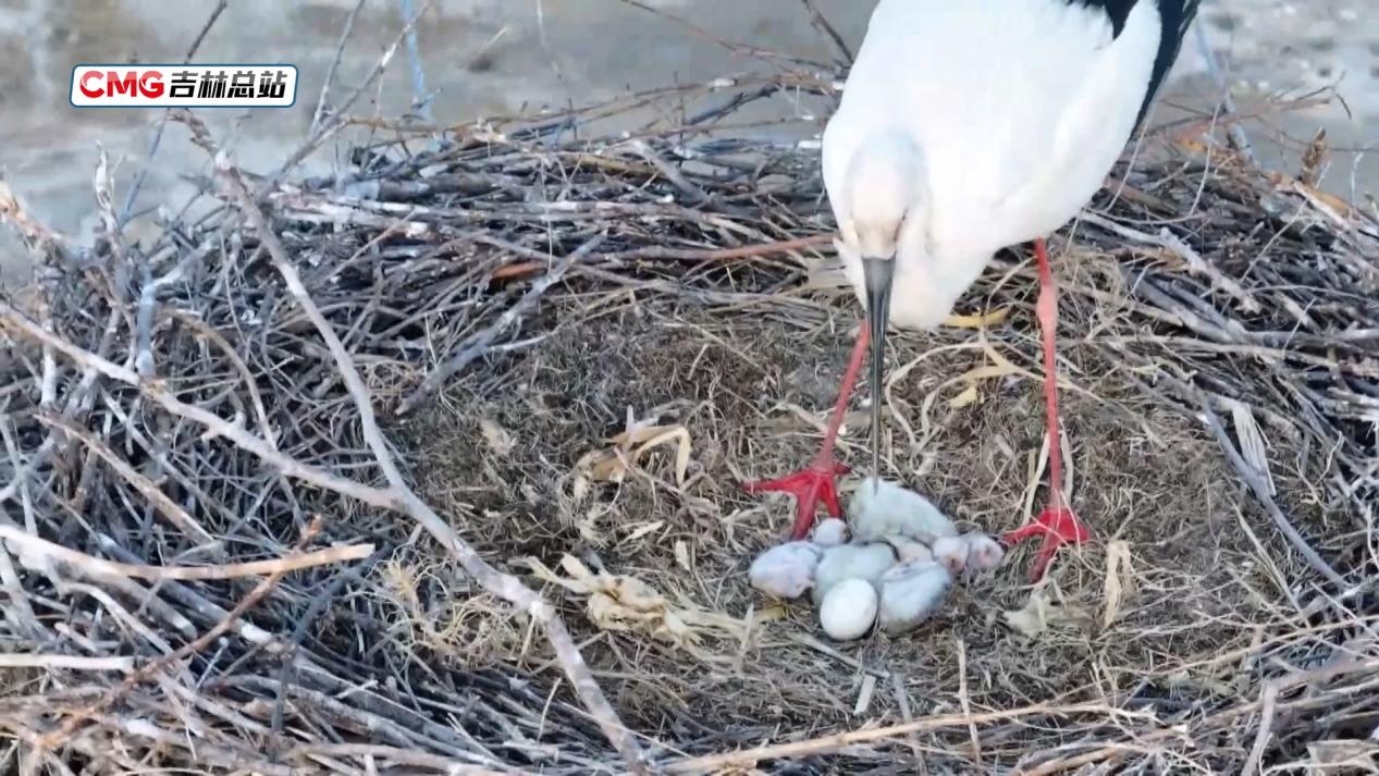 国际生物多样性日丨东方白鹳“夫妻”在挫折中重筑希望之巢