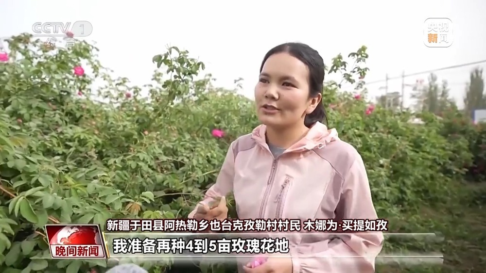 既防风固沙又助农增收 沙漠玫瑰带动多产业发展 既防风固沙又助农增收 沙漠玫瑰带动多产业发展