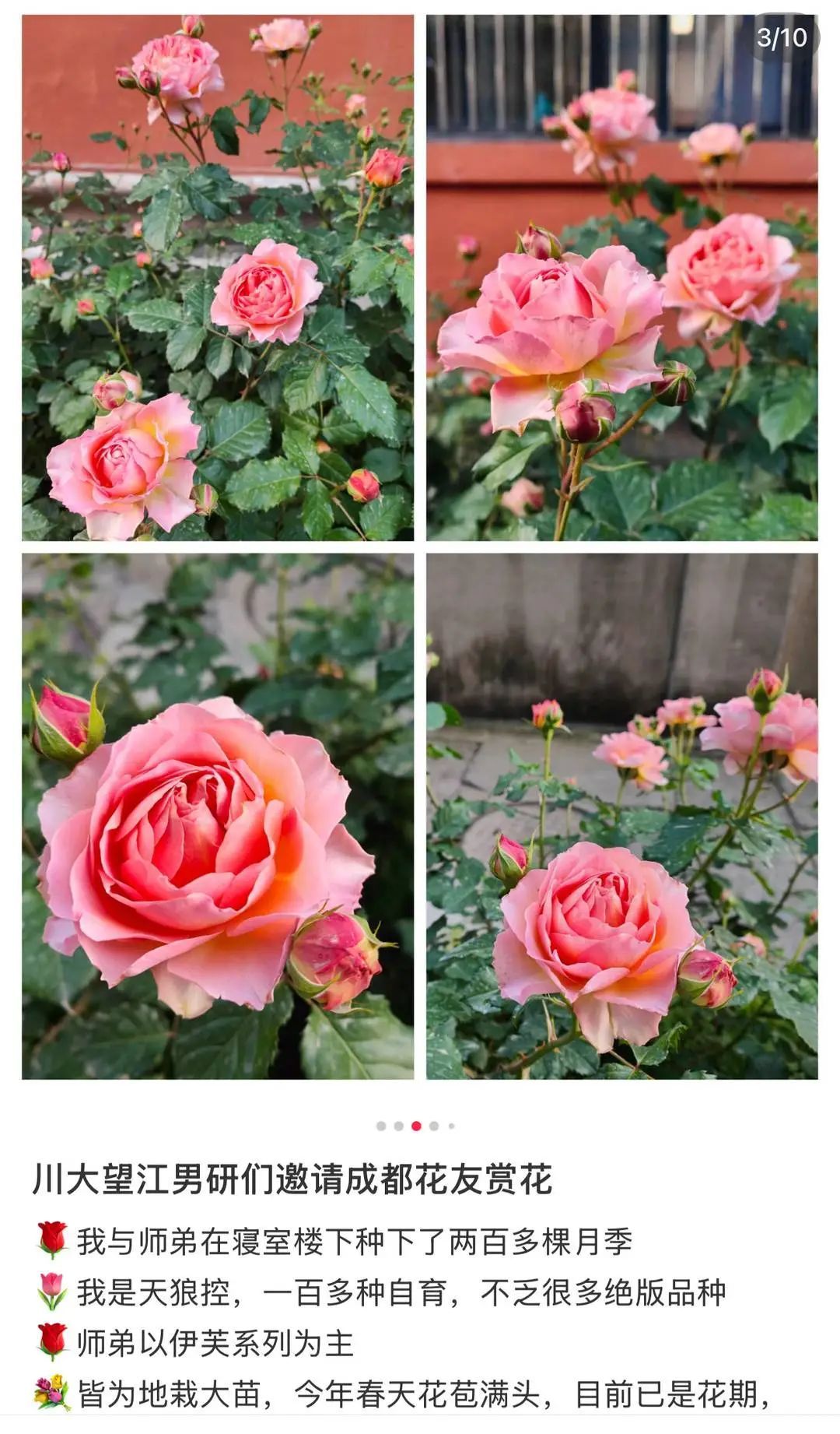 寻找“护花使者”！川大男生在宿舍楼下种了200多种月季
