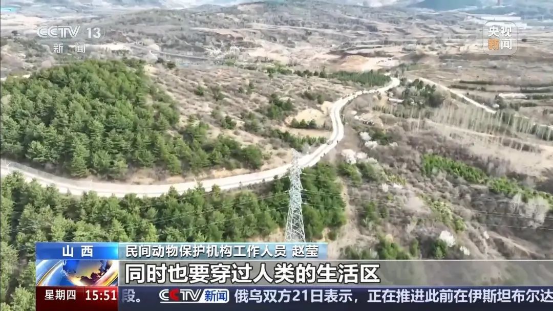 山西境内穿越百公里 看华北豹“搬家”记