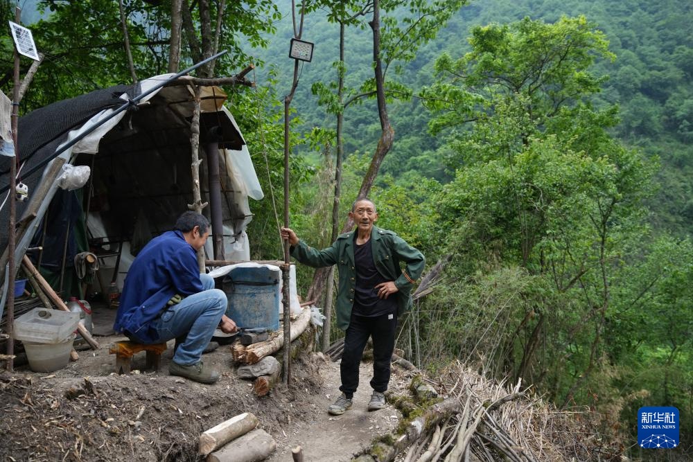他们扎根深山 只为守护川金丝猴的家园 他们扎根深山 只为守护川金丝猴的家园