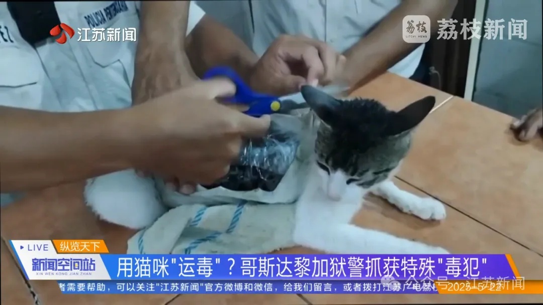 一猫咪“偷运”毒品被抓