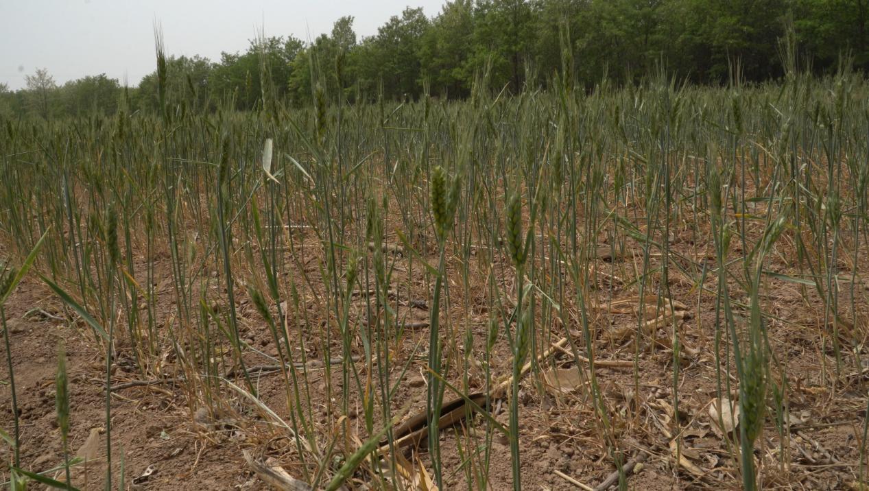 甘肃平凉发布雷电黄色预警 人工增雨缓和旱情 甘肃平凉发布雷电黄色预警 人工增雨缓和旱情