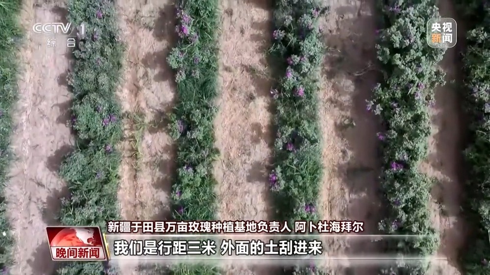 既防风固沙又助农增收 沙漠玫瑰带动多产业发展 既防风固沙又助农增收 沙漠玫瑰带动多产业发展