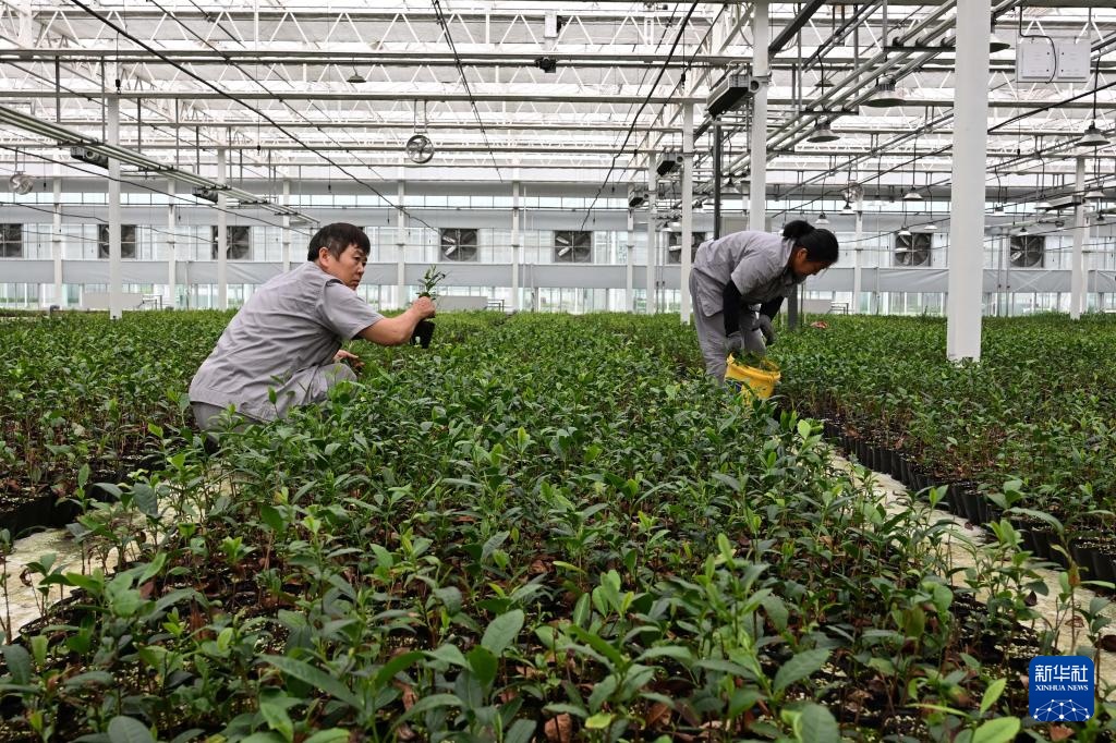 山东日照:绿水青山飘茶香 山东日照:绿水青山飘茶香