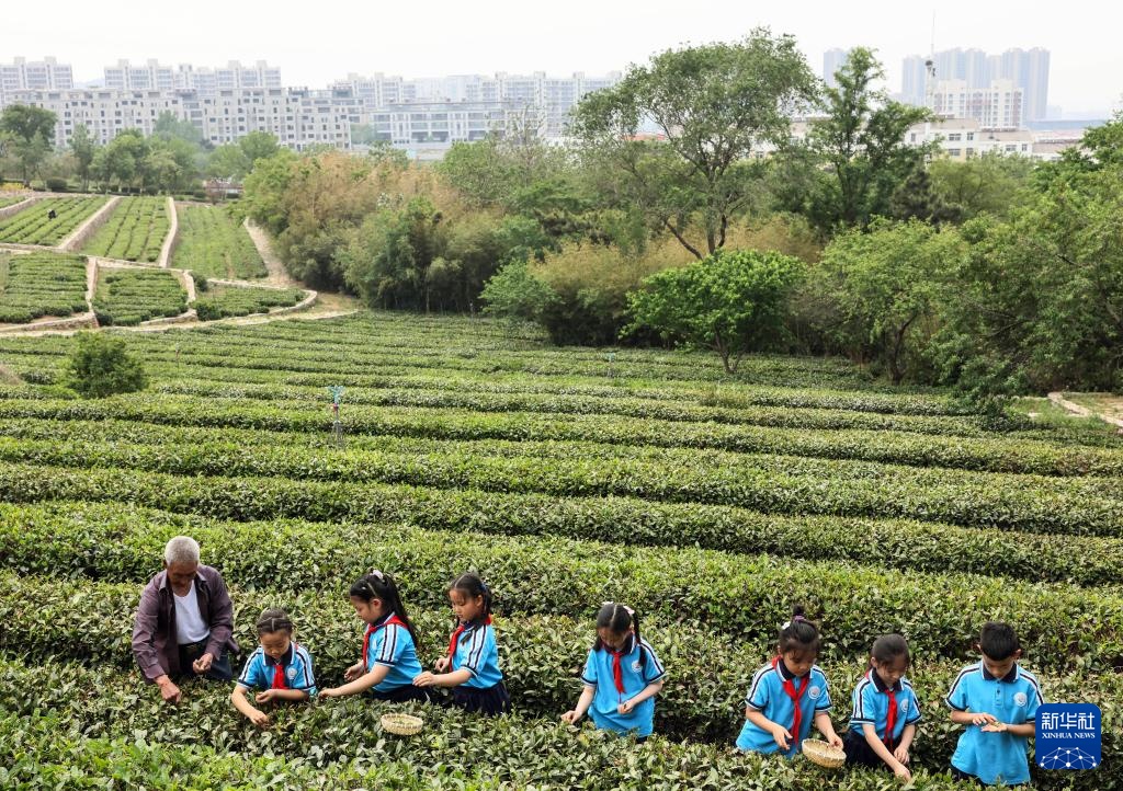 山东日照:绿水青山飘茶香 山东日照:绿水青山飘茶香