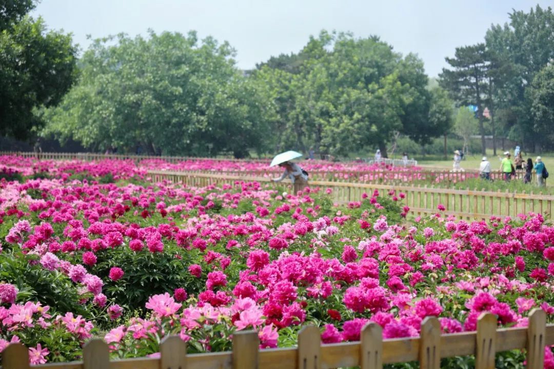 初夏C位！绿隔地区这片芍药花海点亮您的朋友圈→
