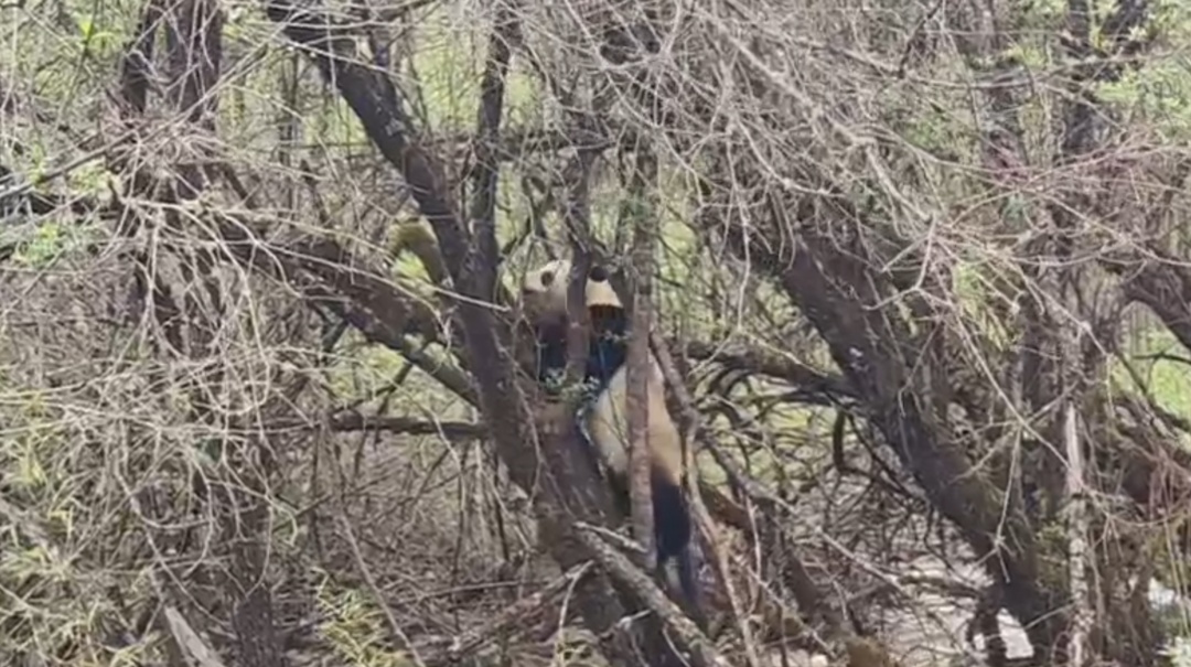熊猫树上打哈欠,黑熊抓痕好清晰!川陕甘三省联合巡护直击 熊猫树上打哈欠,黑熊抓痕好清晰!川陕甘三省联合巡护直击