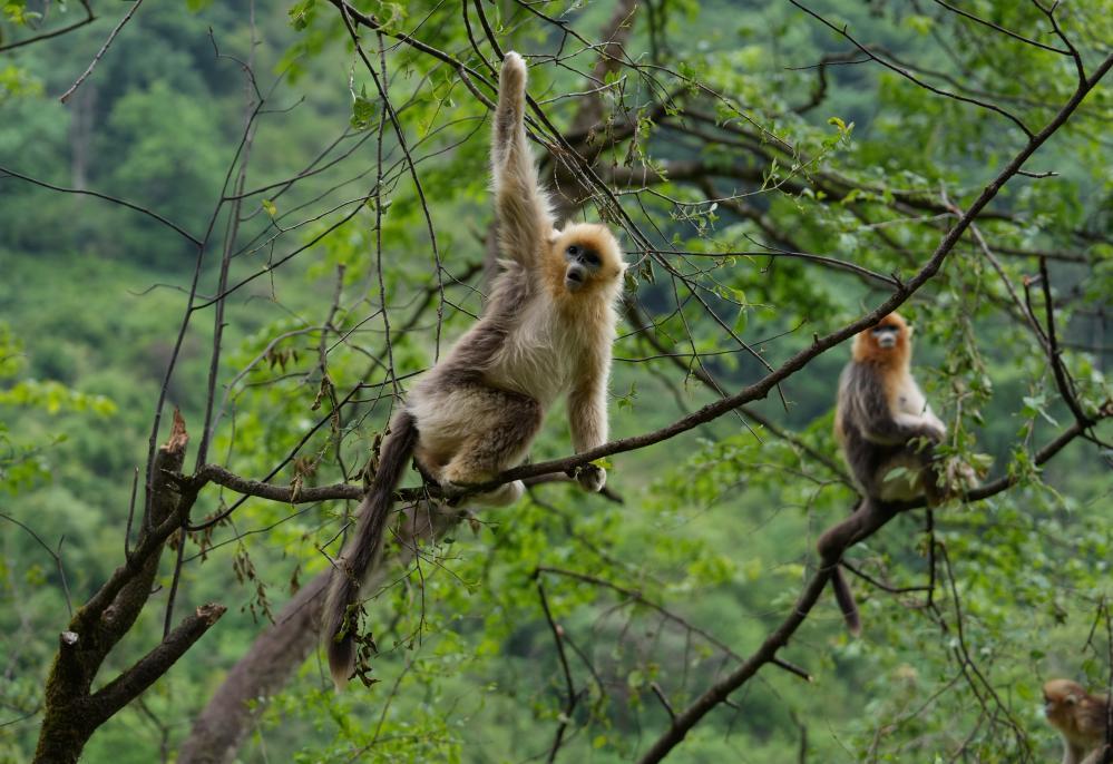 万物共生!中国生物多样性保护“给力” 万物共生!中国生物多样性保护“给力”