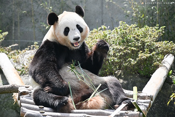 日本4只大熊猫将于6月28日送返中国