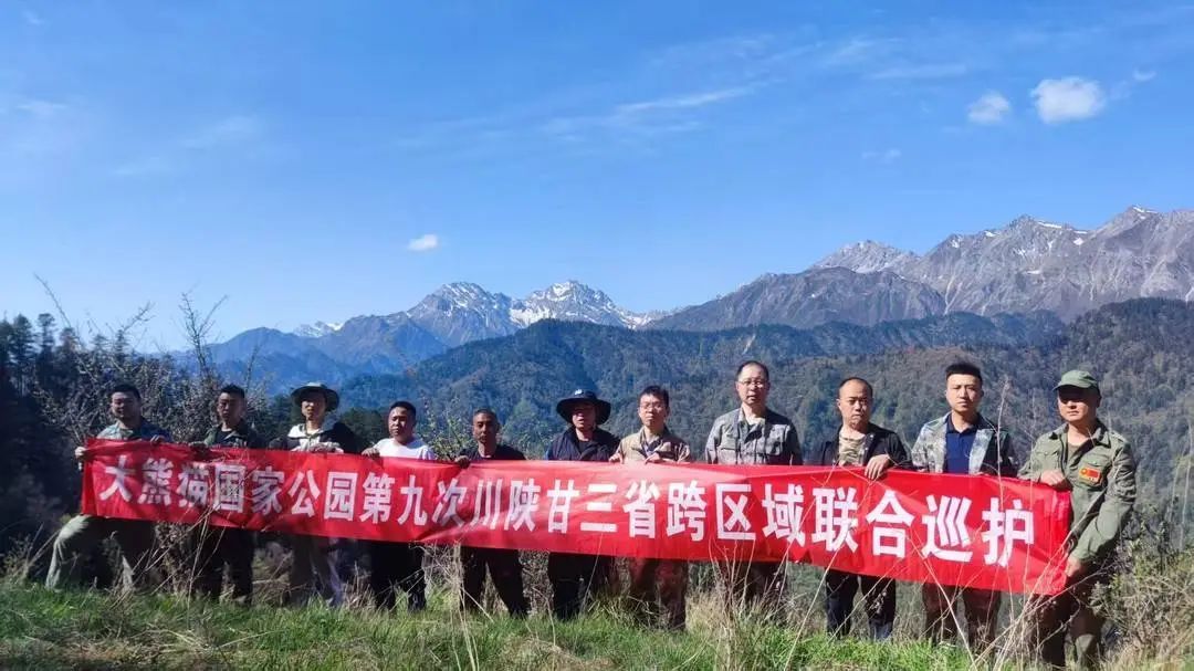 熊猫树上打哈欠,黑熊抓痕好清晰!川陕甘三省联合巡护直击 熊猫树上打哈欠,黑熊抓痕好清晰!川陕甘三省联合巡护直击